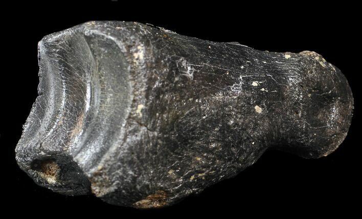 Ice Age Bison Metatarsal (Toe Bone) - North Sea Deposits #43143
